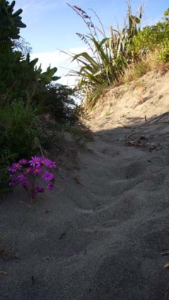 dune flower