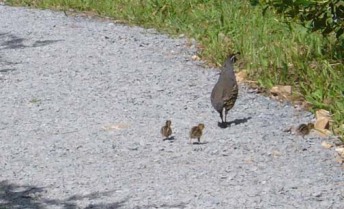 quail family